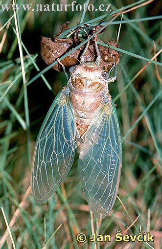 Cicadetta montana