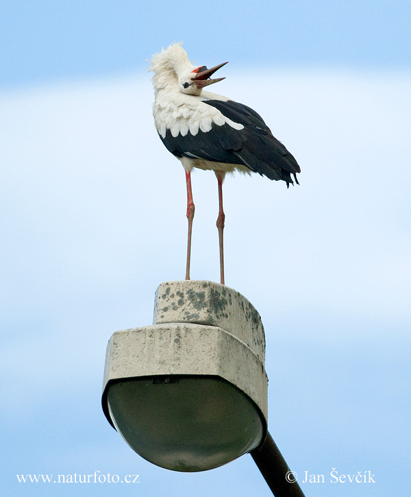 Cicogna bianca