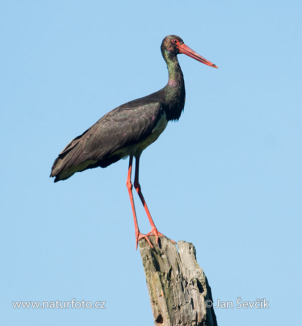 Ciconia nigra