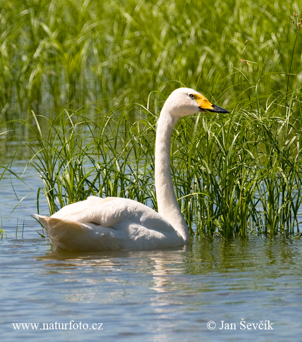 Cigne cantaire