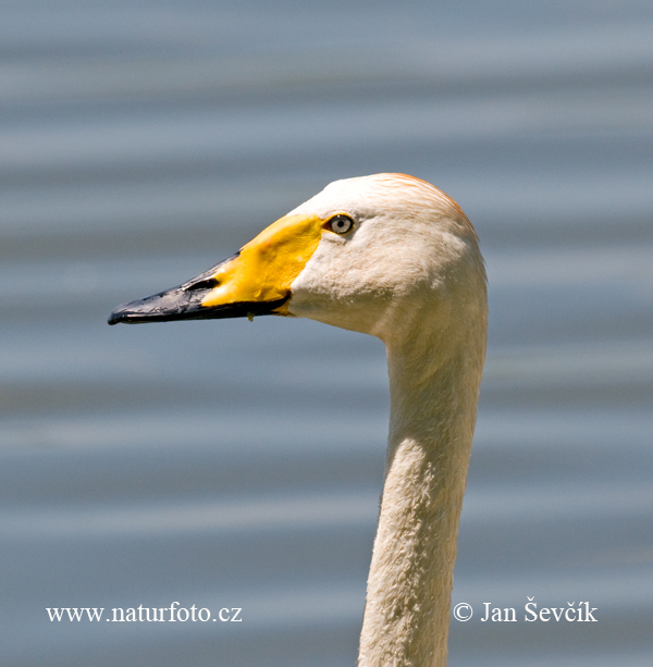 Cigno selvatico