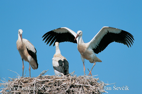 Cigogne blanche