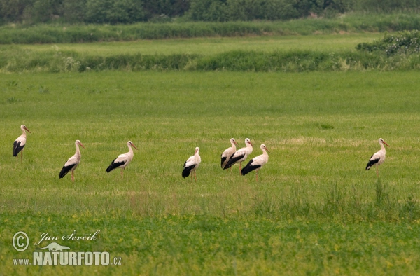 Cigogne blanche