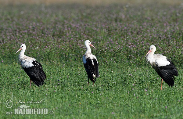 Cigogne blanche