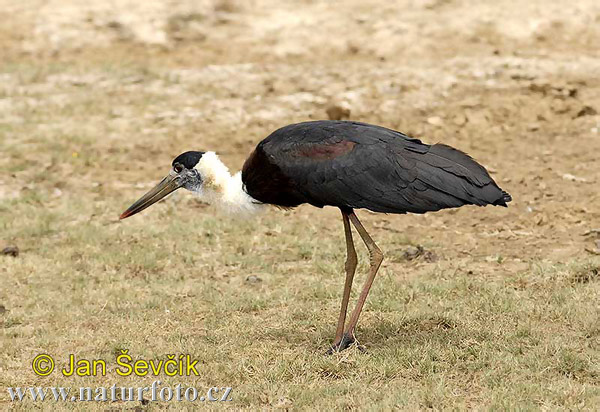 Cigogne épiscopale