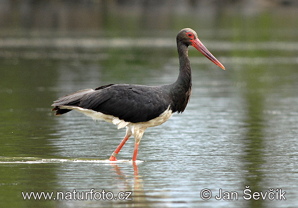 Cigogne noire