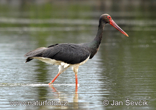 Cigogne noire