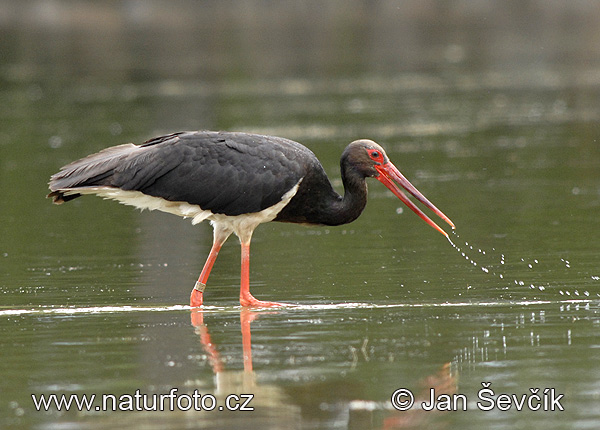 Cigogne noire