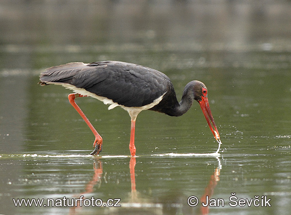 Cigogne noire