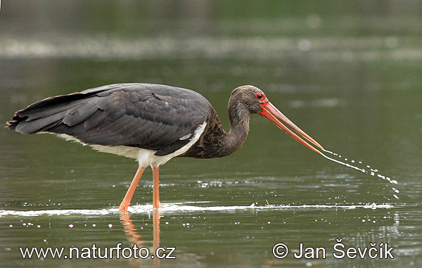 Cigogne noire