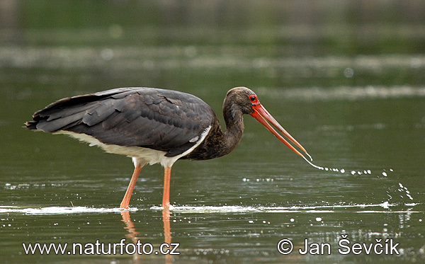 Cigogne noire