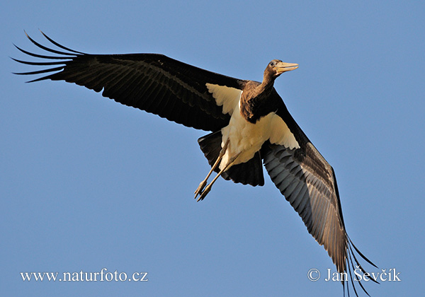 Cigogne noire