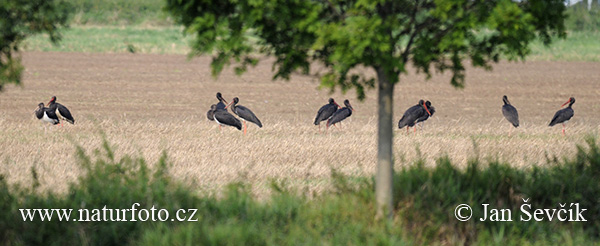 Cigogne noire