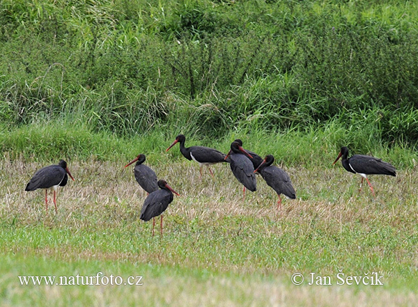 Cigogne noire