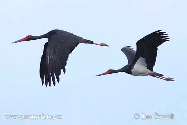 Cigogne noire