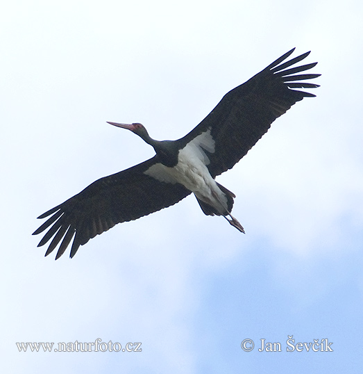 Cigogne noire