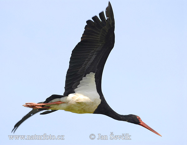 Cigogne noire