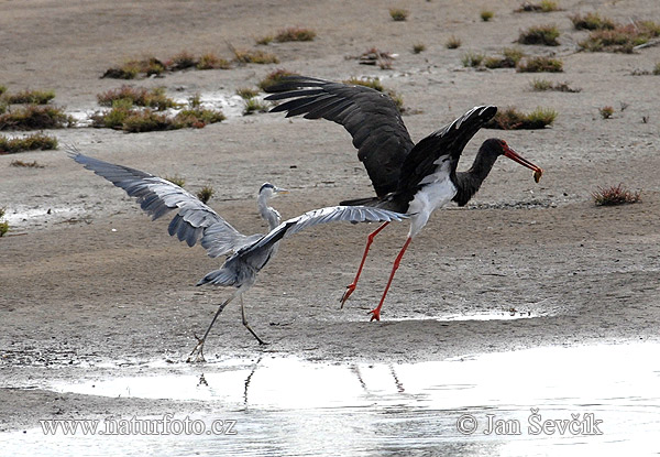 Cigogne noire