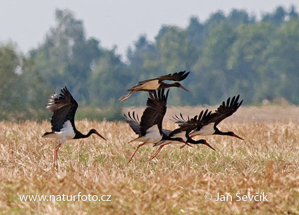 Cigogne noire