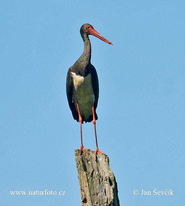 Cigogne noire