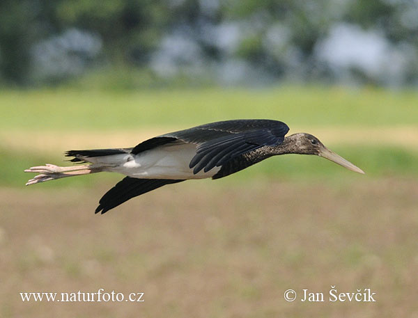 Cigogne noire