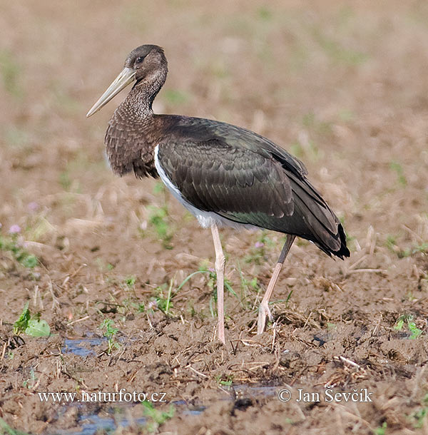 Cigogne noire