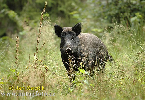 Cinghiale