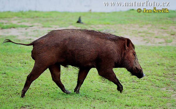 Cinghiale