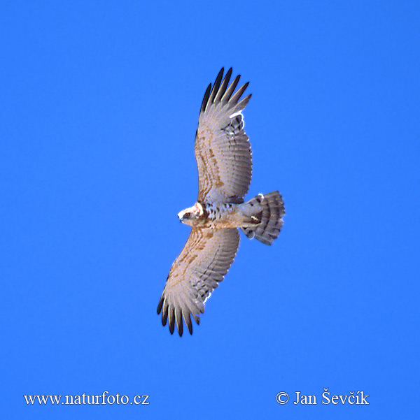 Circaetus pectoralis