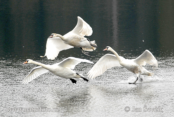 Cisne-branco