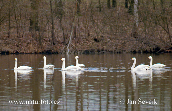 Cisne silbador columbianus