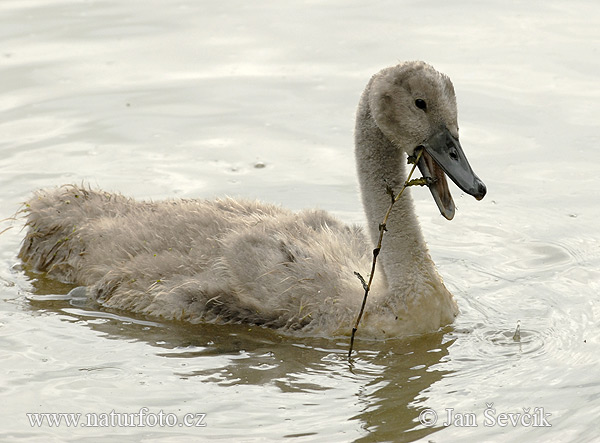 Cisne vulgar