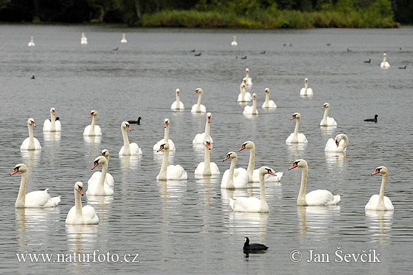 Cisne vulgar