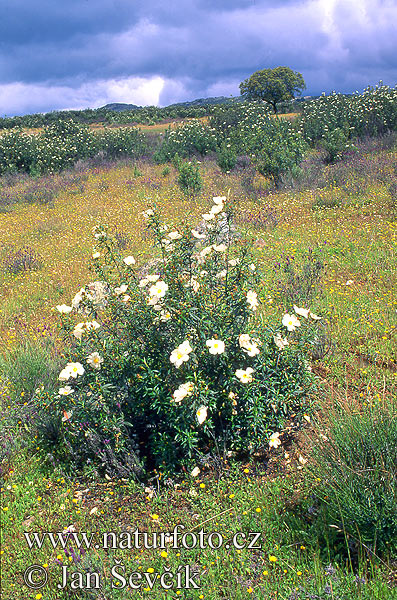 Cistus ladanifer