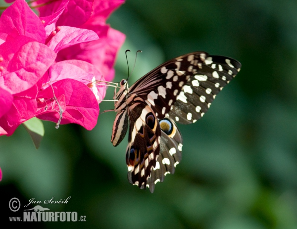 Citrus swallowtail (Papilio demodocus)
