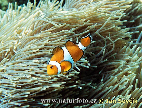 Clownfish (Amphiprion ocellaris)