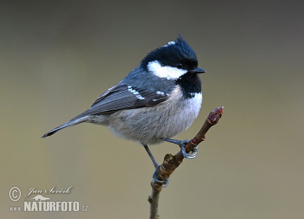 Coal Tit (Periparus ater)