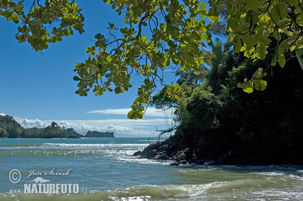 Coast of the Pacific, National park Manuel Antonio (CR)