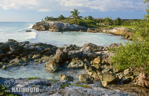 Coast of the Yucatan (MEX)