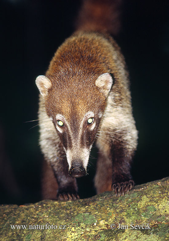 Coatí de nariz blanca