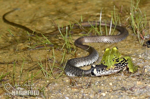 Cobra-de-água-de-colar