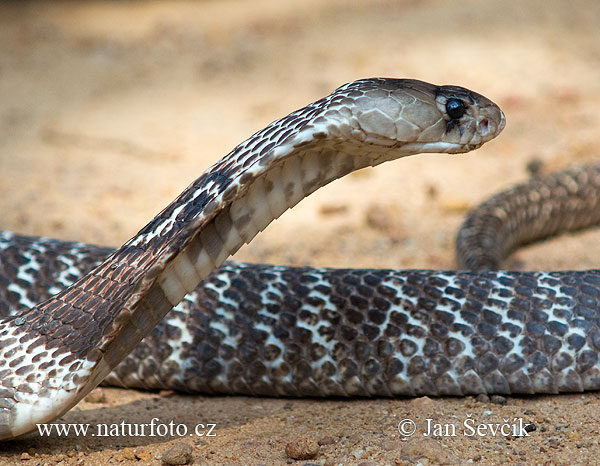 Cobra de Anteojos