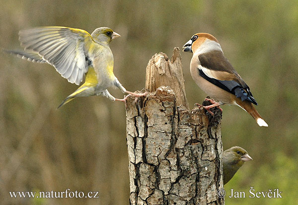 Coccothraustes coccothraustes