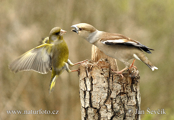 Coccothraustes coccothraustes