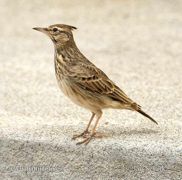 Cochevis huppé