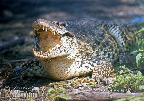 Cocodrilo cubano