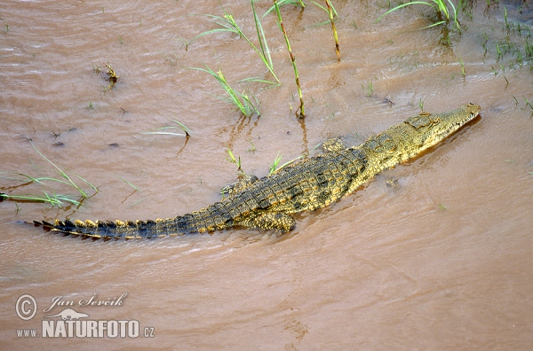 Cocodrilo del Nilo