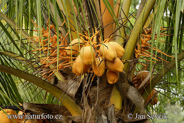 Cocos nucifera