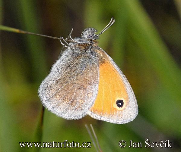 Coenonympha pamphilus