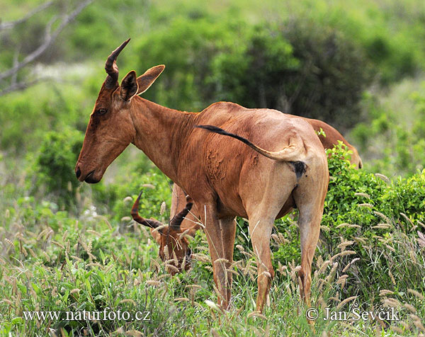 Coke's Hartenbeest